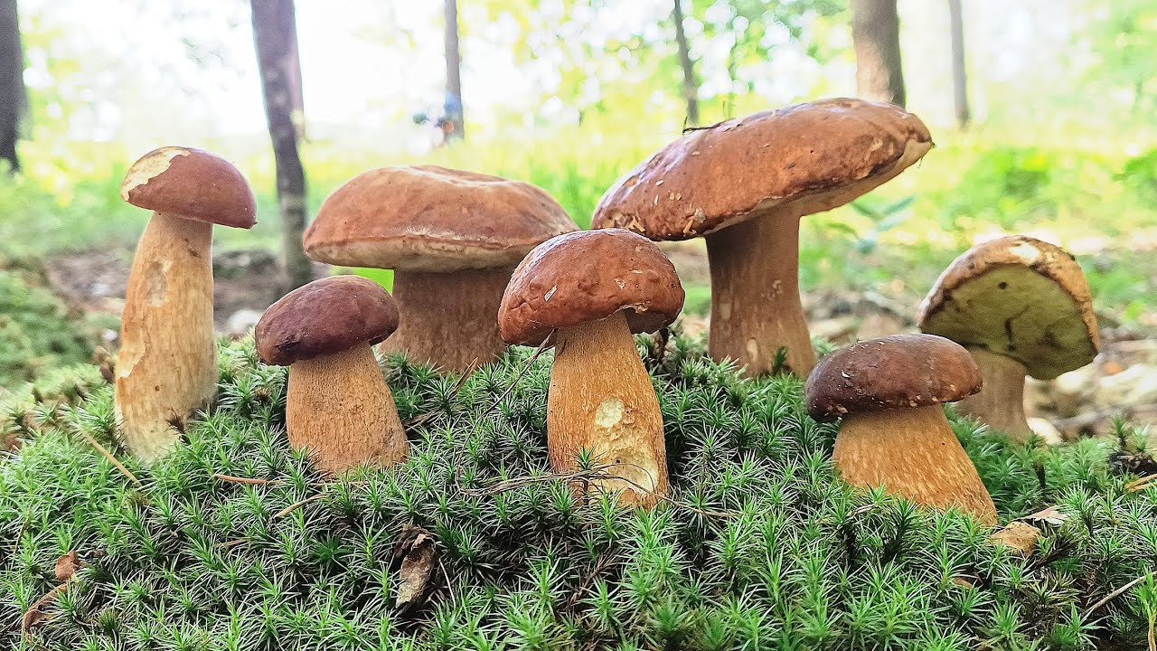Dream a mushroom picker's has come true🍄‍🟫 Let's collect White mushrooms and Chanterelle mushroom 🌲