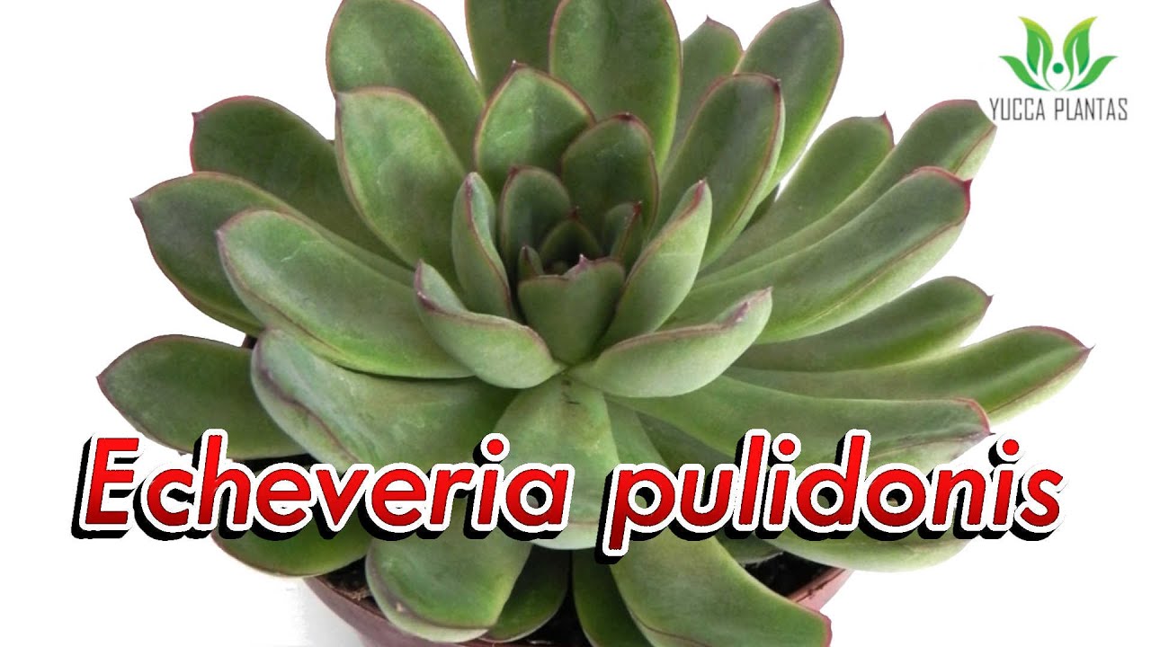 Echeveria pulidonis
