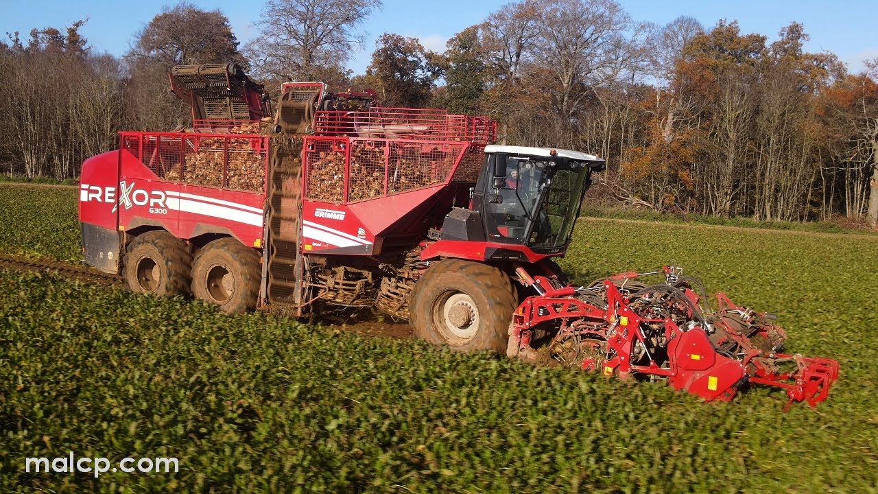 4Kᵁᴴᴰ Harvest 2023: Wickham Beet Group's Grimme Rexor 6300 sugar beet harvester at work in Suffolk