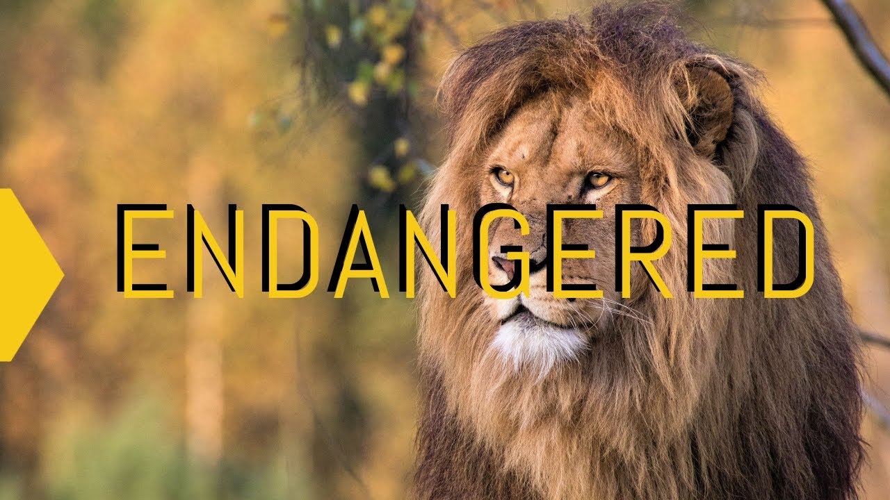 Endangered | A Documentary On Endangered Animals |
