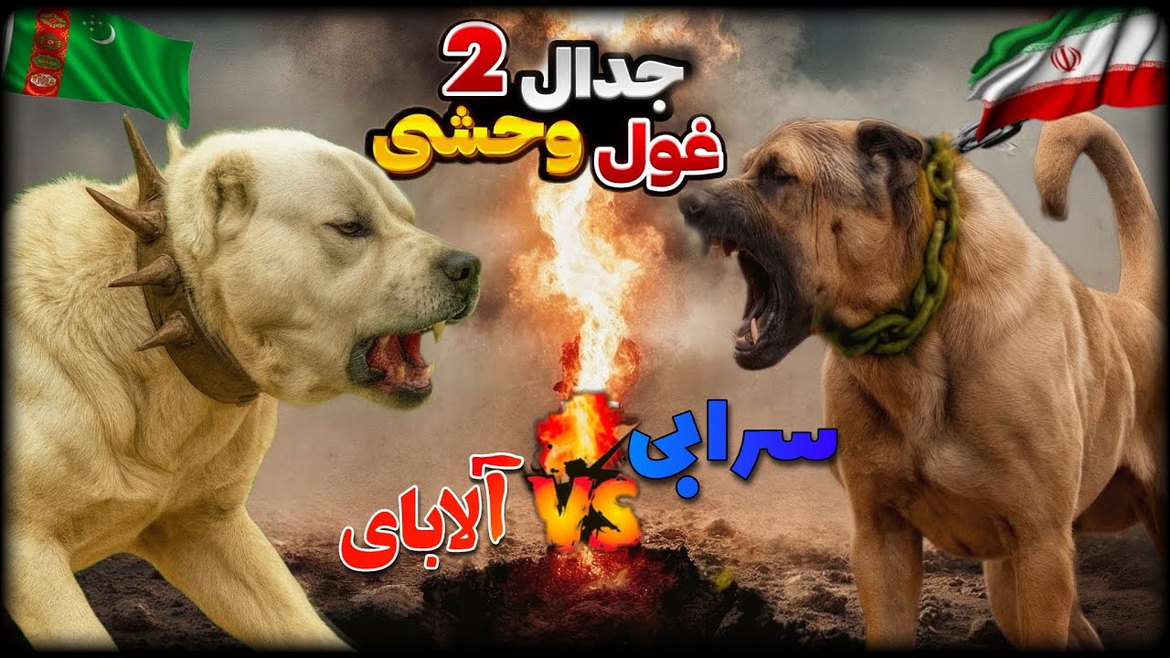 (جنگ سگ سرابی ایران با سگ آلابای ترکمنستان) آیا برنده کیست؟