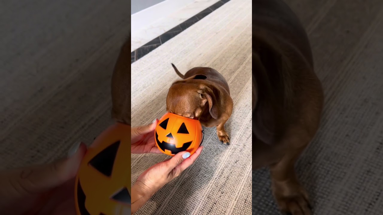 Встречайте 9 недель... выпуск к Хэллоуину. Спасибо, @petsmart 👻