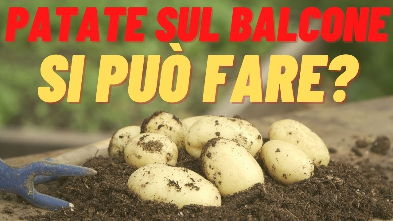 Ha senso COLTIVARE LE PATATE SUL BALCONE? le PRIME PATATE dell'anno, le GROWBAG hanno funzionato?