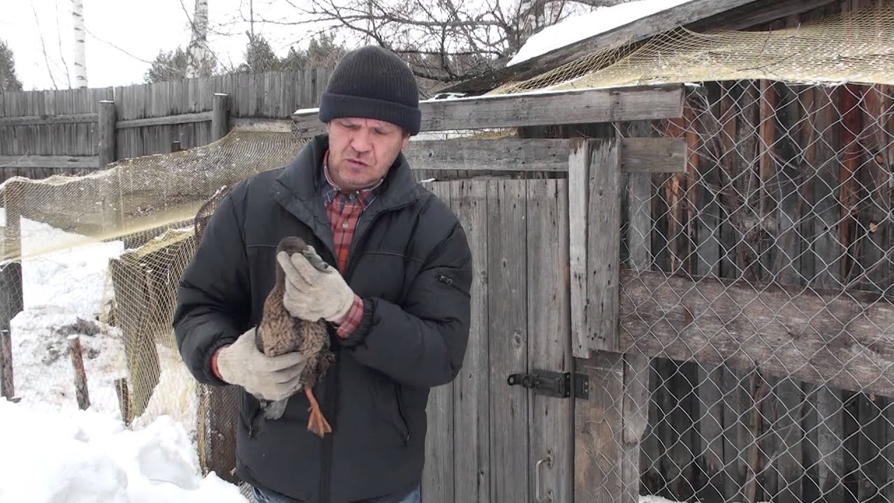 Подсадные утки Андрея Лохматова