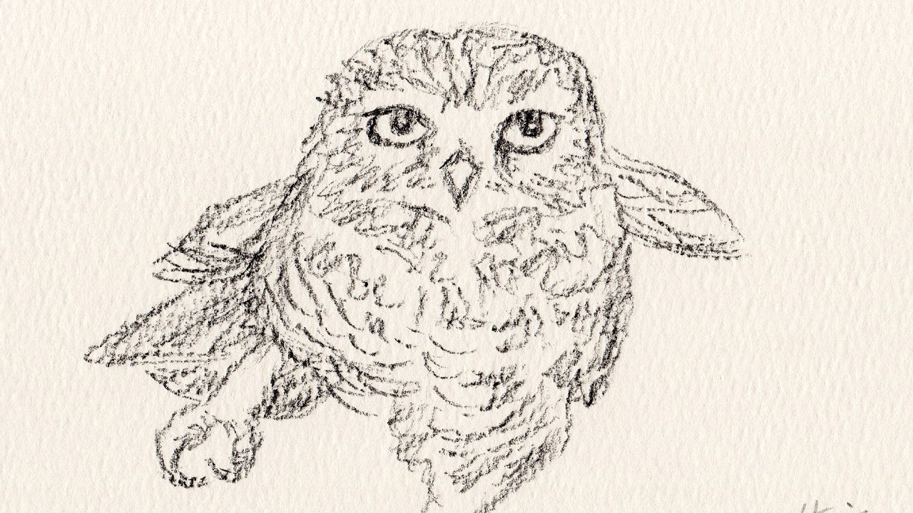 Minimal Owl Drawing with a Charcoal Pencil
