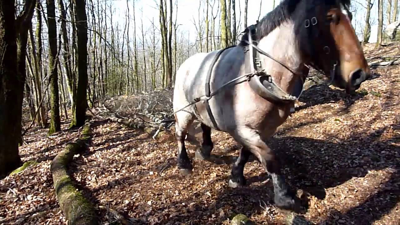 Débardage à cheval dans un site classé