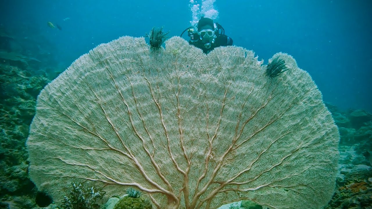 GIANT SEA FAN CORAL - PAPUA NEW GUINEA
