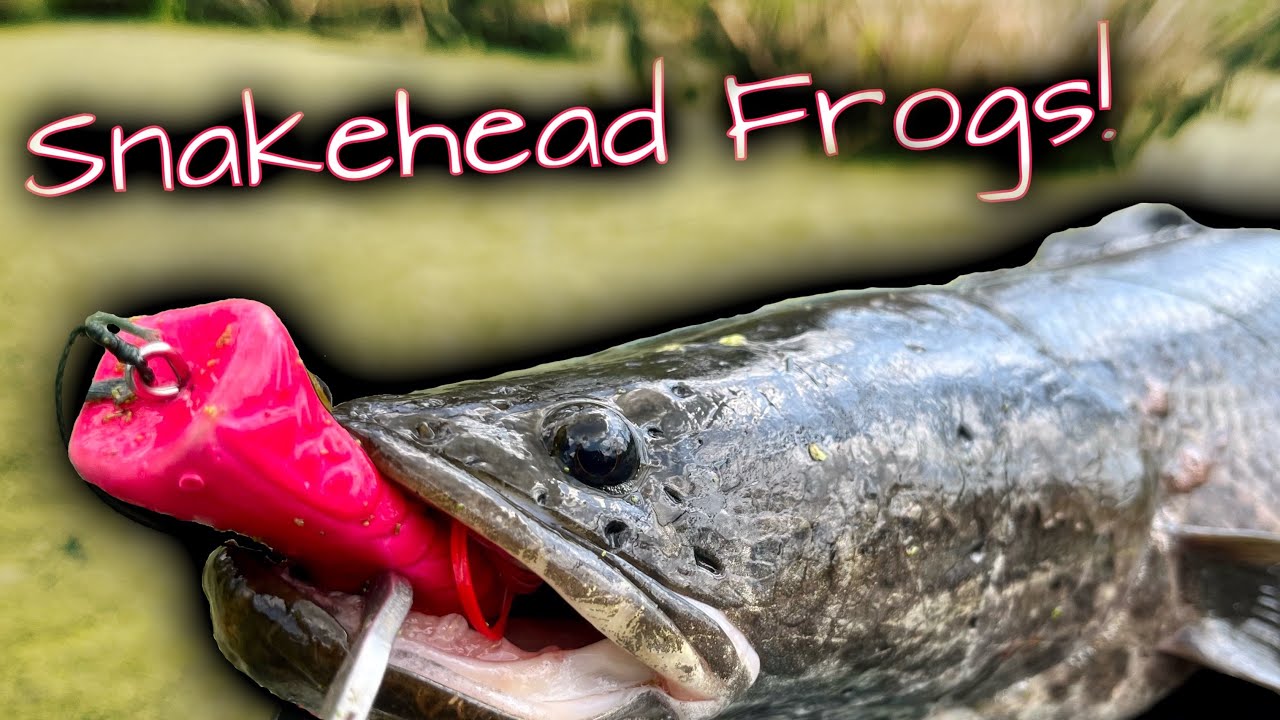 Best Topwater Frogs For Snakehead Fishing 🐸