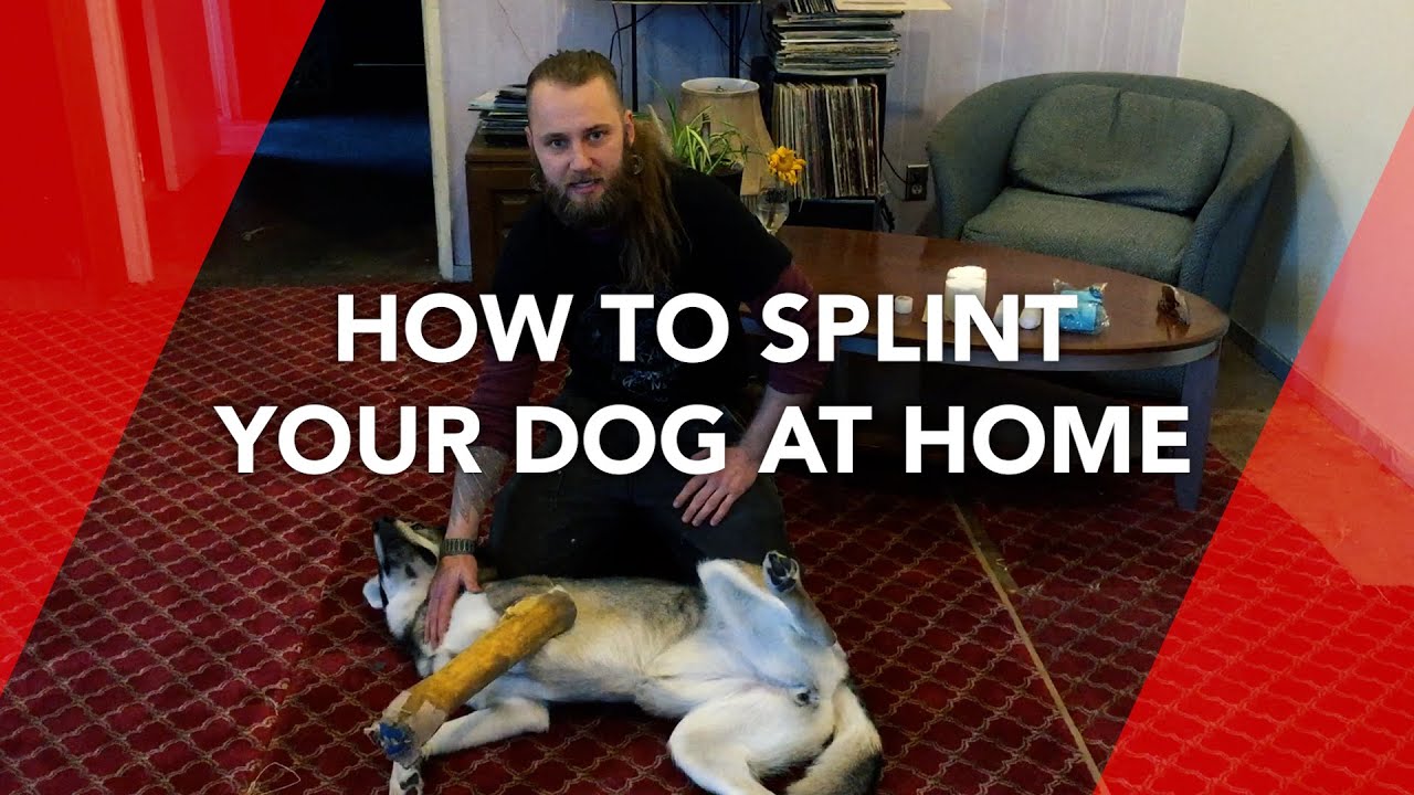 How to Splint your Dog at Home – DIY!