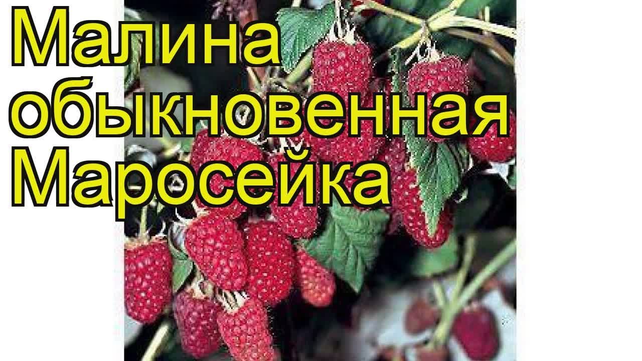 Малина обыкновенная Маросейка. Краткий обзор, описание характеристик, где купить саженцы Maroseika