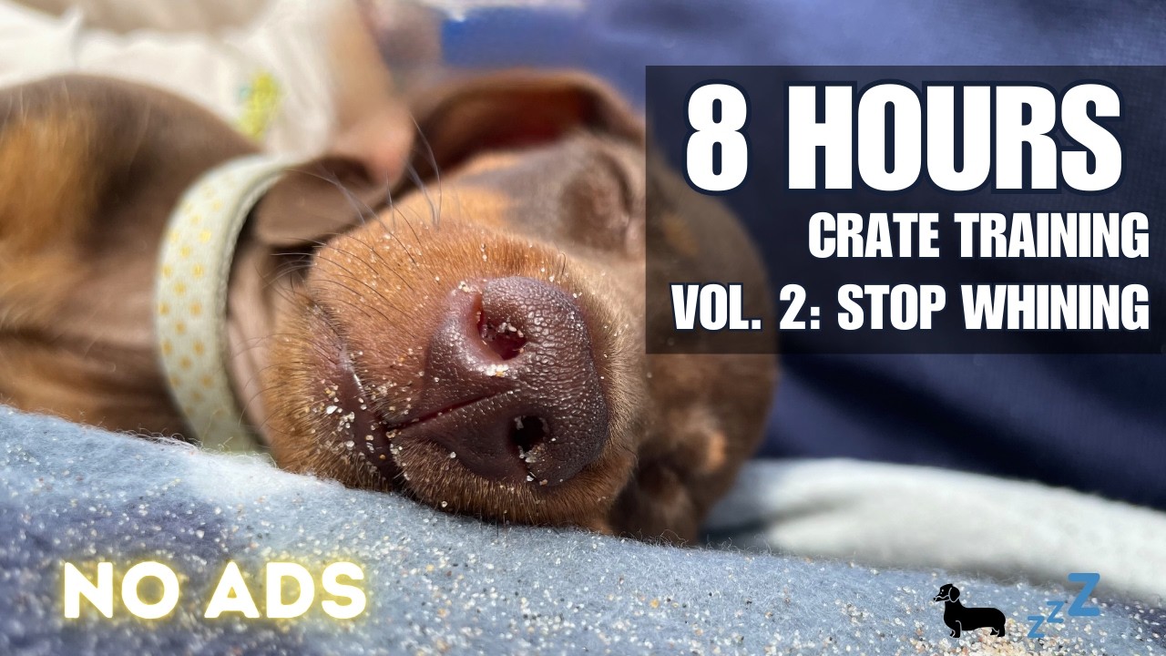 8 HOURS Puppy Crate Training Music 🐾💤 Stop Night Whining & Crying (Vol. 2)