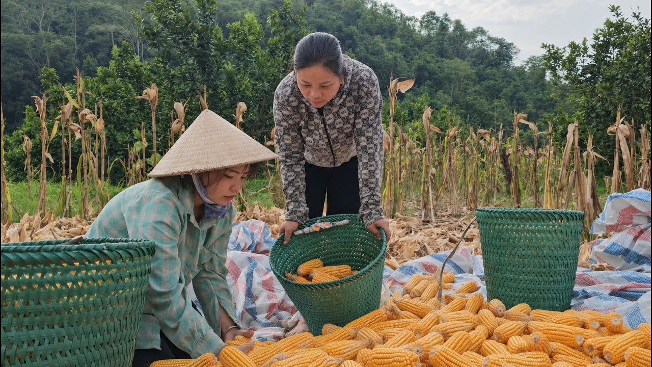 Yen Chi's entire family harvested the mature corn and brought it home