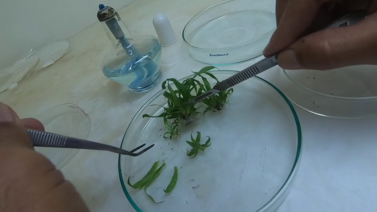 In Vitro Nanas