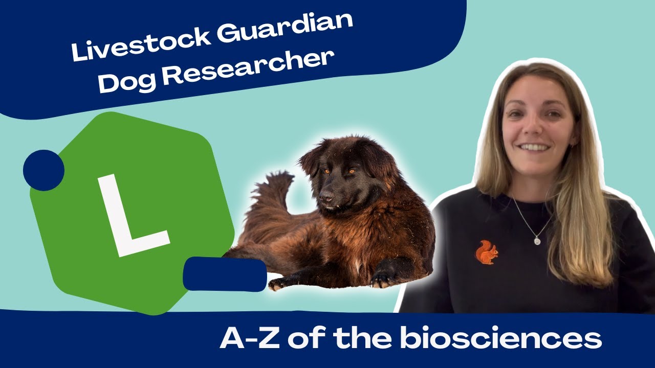 Letter L | Livestock Guardian Dog Researcher Dr Beth Smith | A to Z of the Biosciences
