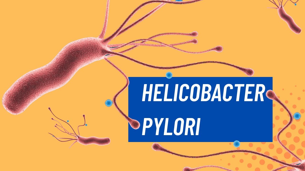 ¿Qué es el Helicobacter pylori?