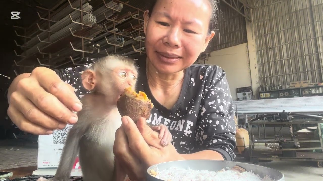 Mary is very happy because she gats papaya from a papaya tree #momkey #mary #animals