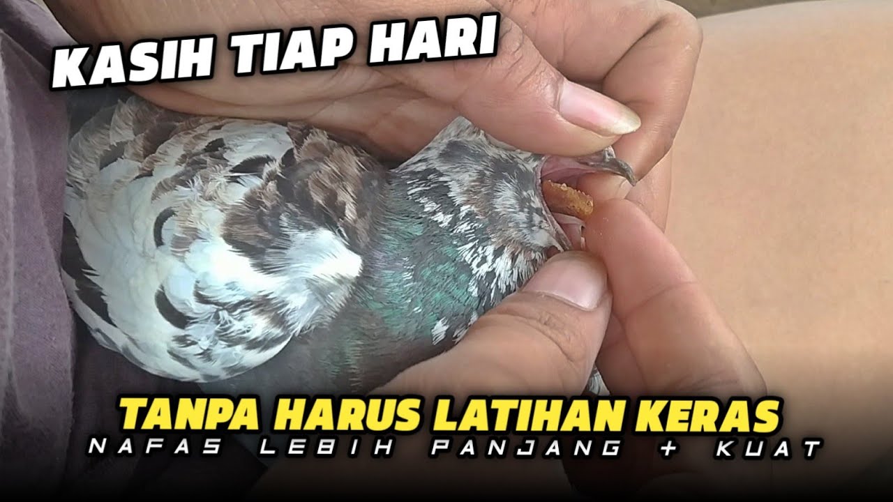 TIPS MEMPERPANJAN NAFAS MERPATI AGAR LEBIH KUAT‼️