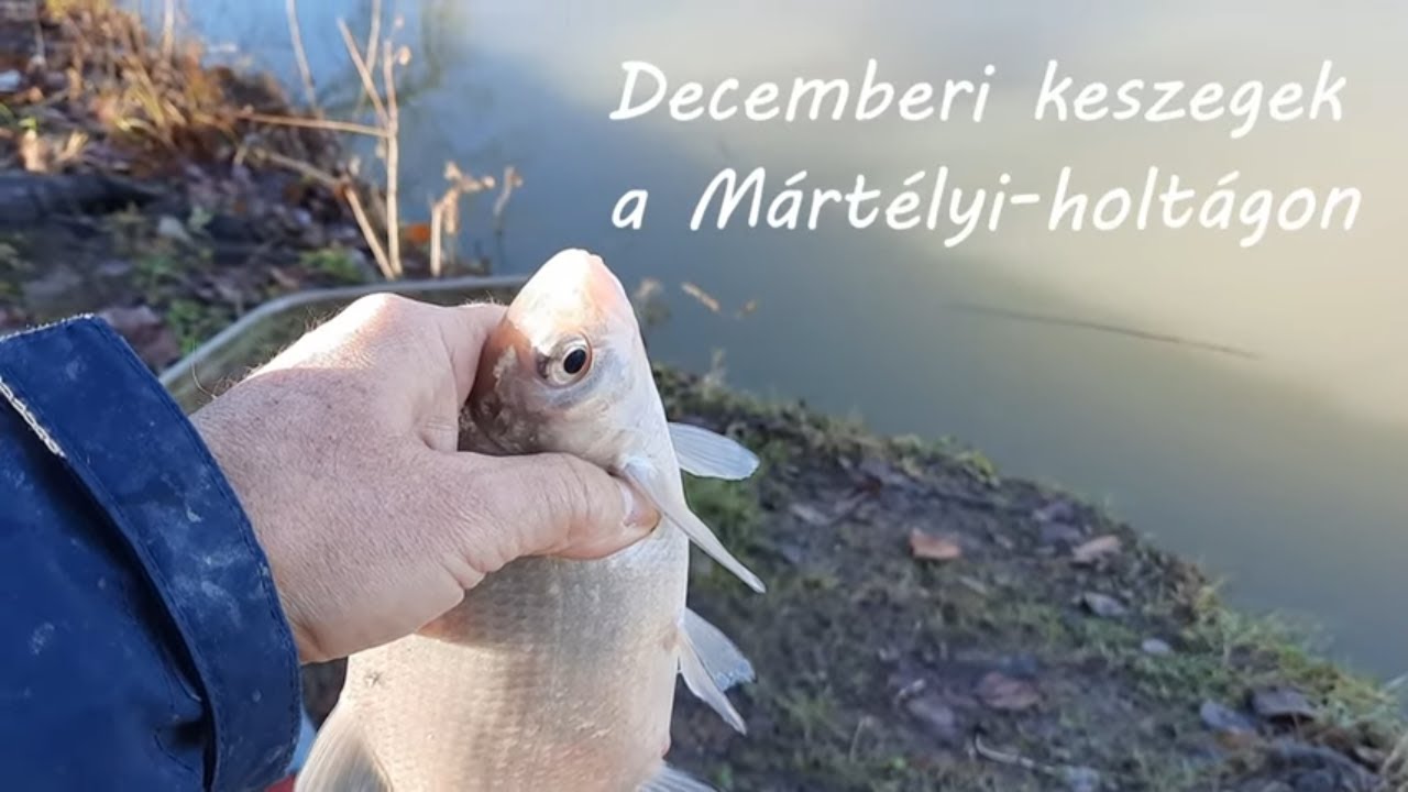 Decemberi keszegek a Mártélyi-holtágon