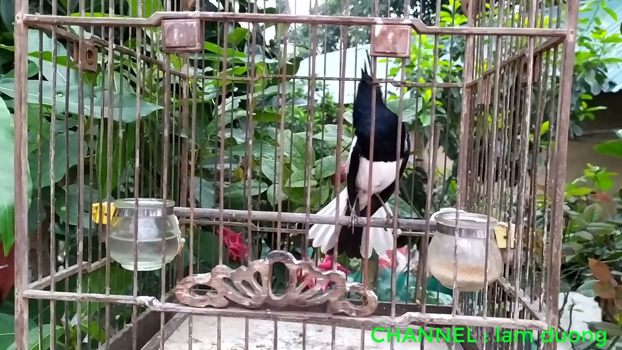 CHÒE THAN HÓT ĐẤU TOP 1 GIỌNG HÓT CHIM CẢNH VIỆT NAM - Suara Burung Kacer Gacor, Kicauan Terbaik VIP