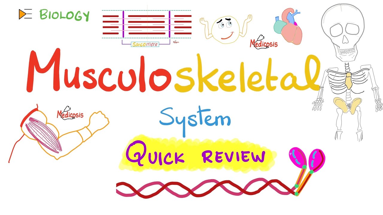 Review of Musculoskeletal System (Bones & Muscles) - Biology Lectures Series