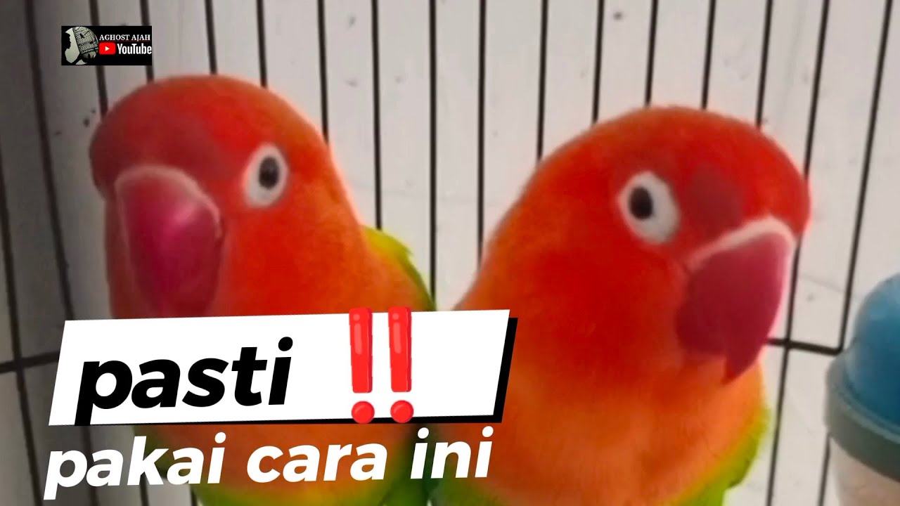 PASTI BERHASIL ‼️ PROSES LOVEBIRD JANTAN