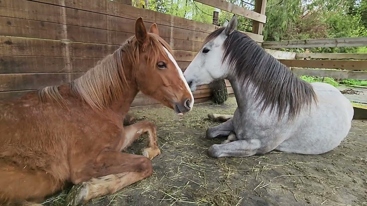These Two B.C. Wildies Are The Best Snuggle Buddies #bcwildie #bestfriends