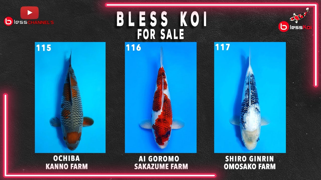 BLESS KOI FOR SALE || KOI OCHIBA KANNO FARM, AI GOROMO SAKAZUME FARM, SHIRO GINRIN OMOSAKO FARM❗❗❗