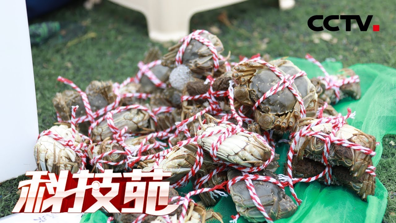 《科技苑》吃河蚬 请虾兵 绿招养出大闸蟹 20181121 | CCTV农业