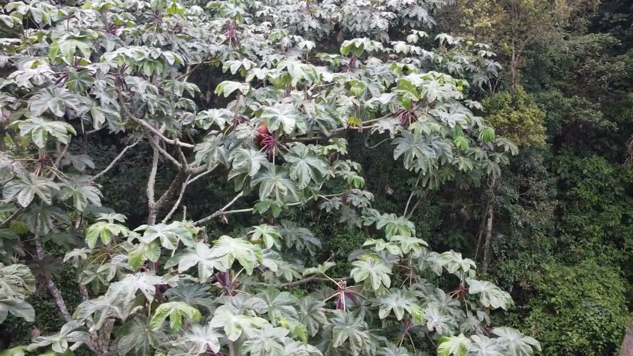 Colombian Red Howler Monkey (Alouatta seniculus) Drone Video - Huila, Colombia.