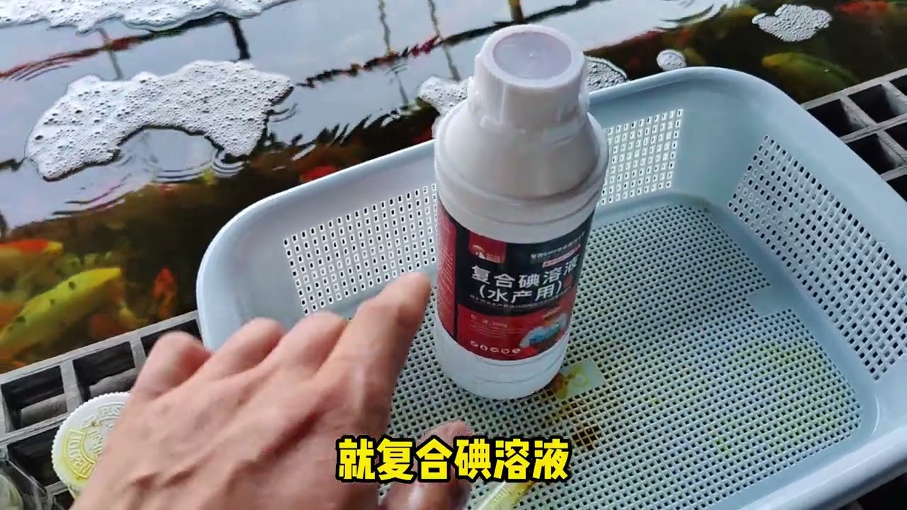 锦鲤鱼池日常杀菌经验分享，简单易操作，杀菌效果好。值得收藏