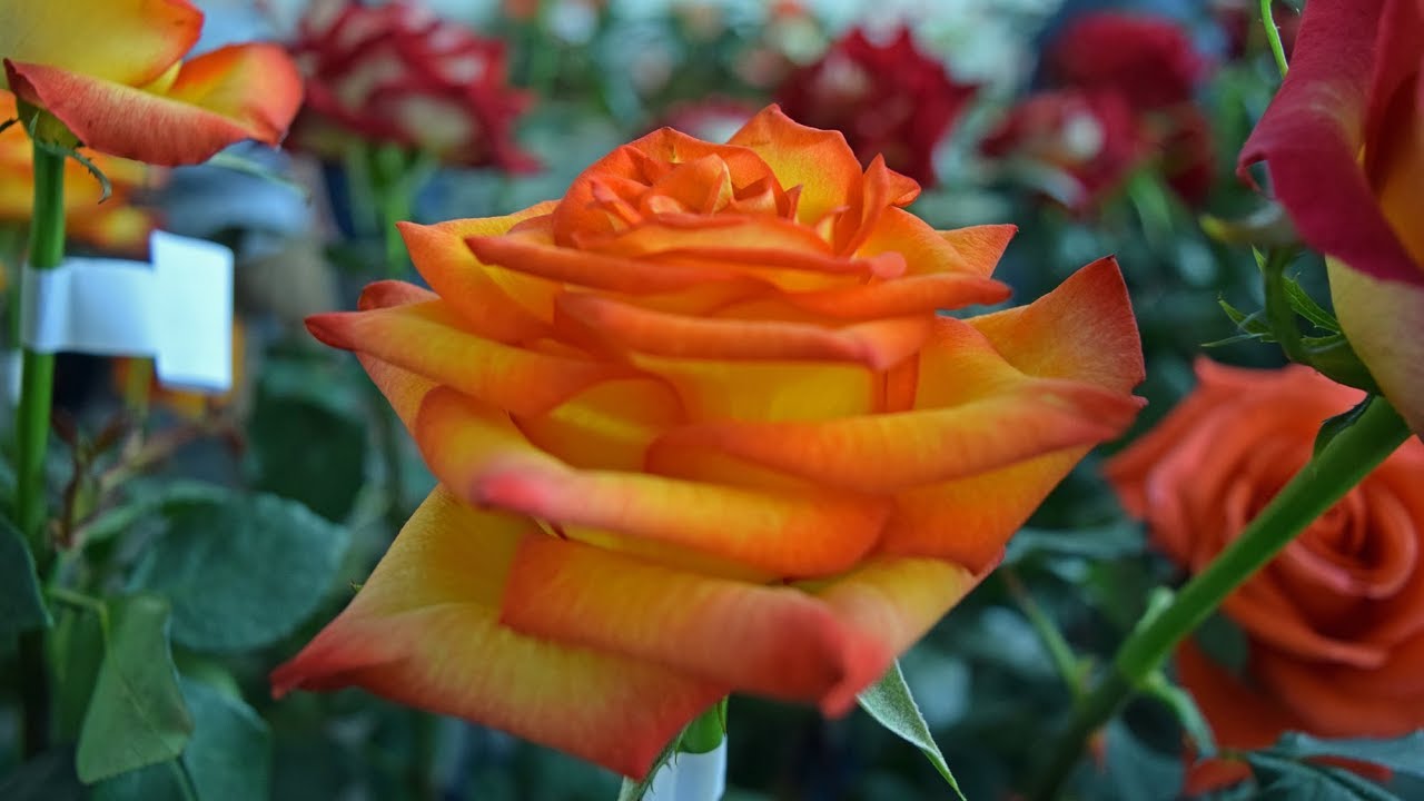Madeira &ndash; Festa da Flor: Pavilh&atilde;o da Flor