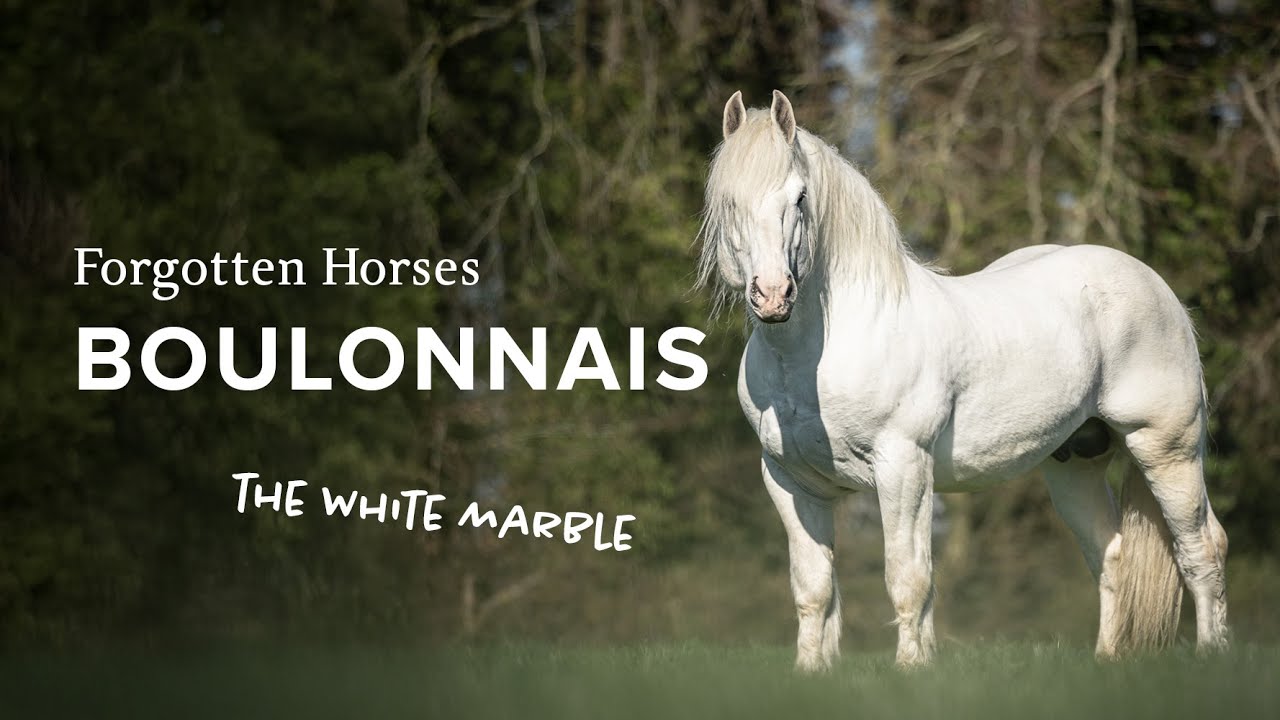 The Boulonnais Draft Horse from France | Explore Forgotten Horses