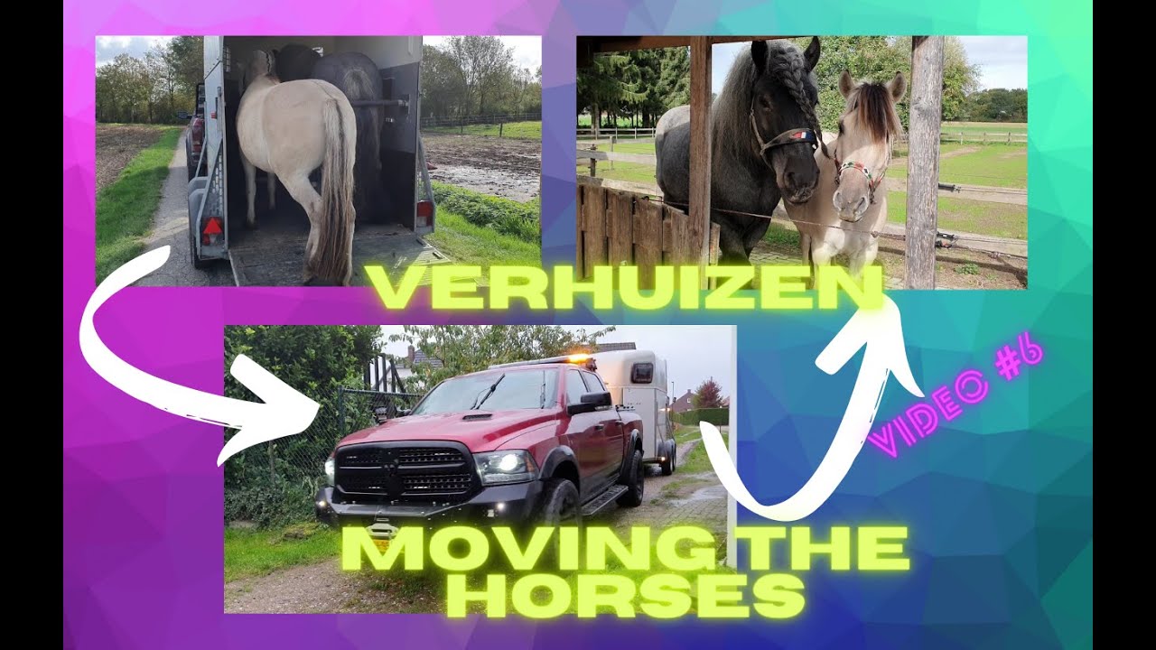 Verhuizen! Moving the horses to a new stable Video #6