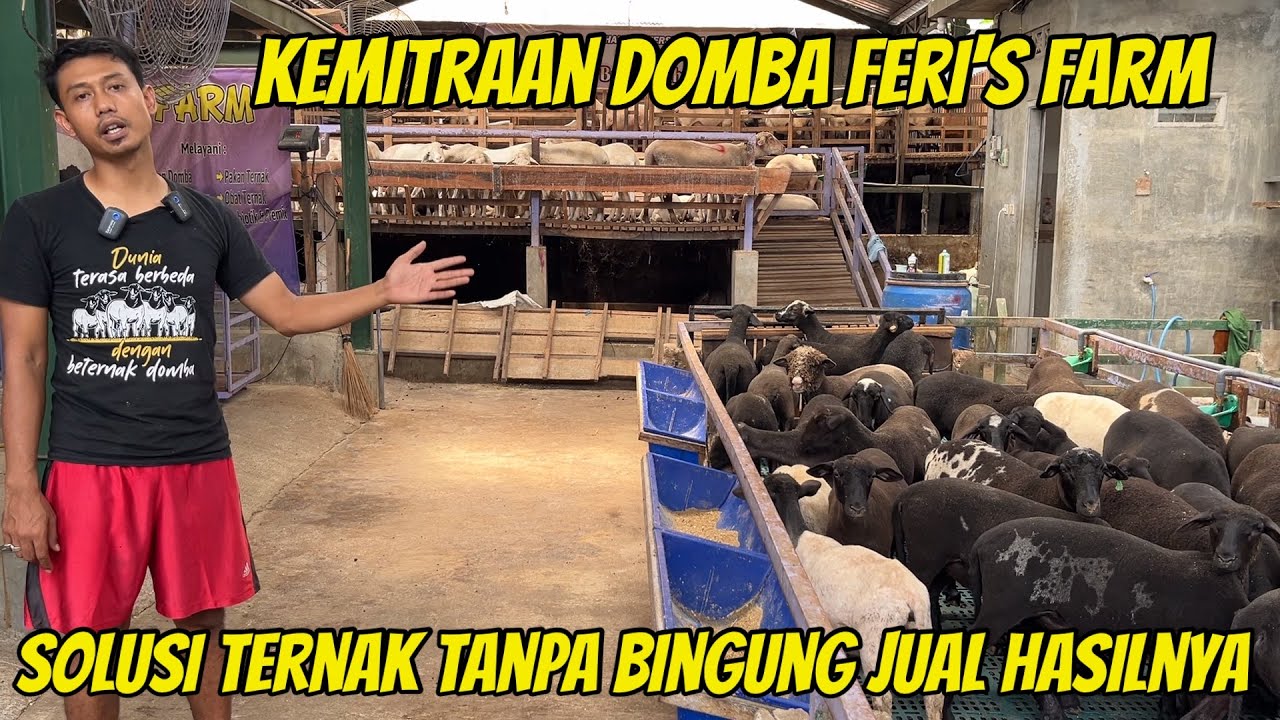 KEMITRAAN DOMBA SOLUSI PETERNAK PEMULA YANG BINGUNG JUAL HASIL TERNAKNYA