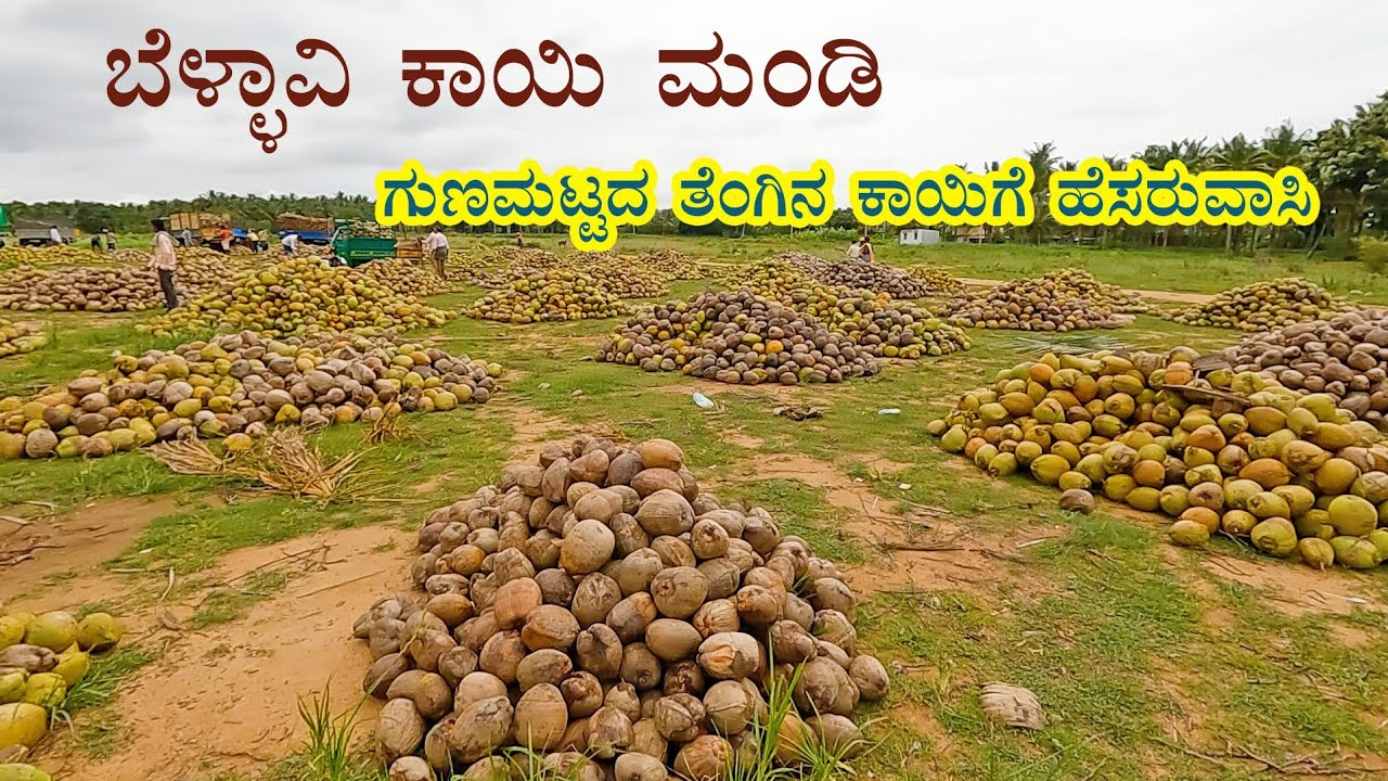Bellavi coconut market - Famous for quality coconuts