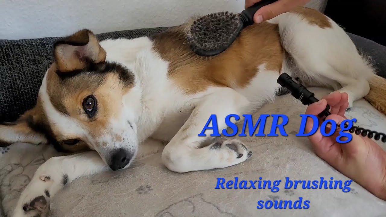 ASMR dog: brushing and grooming  I no talking I relaxing, satisfying, for sleep