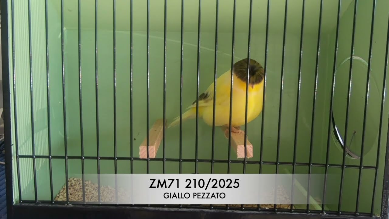 Maschi stagione 2026.