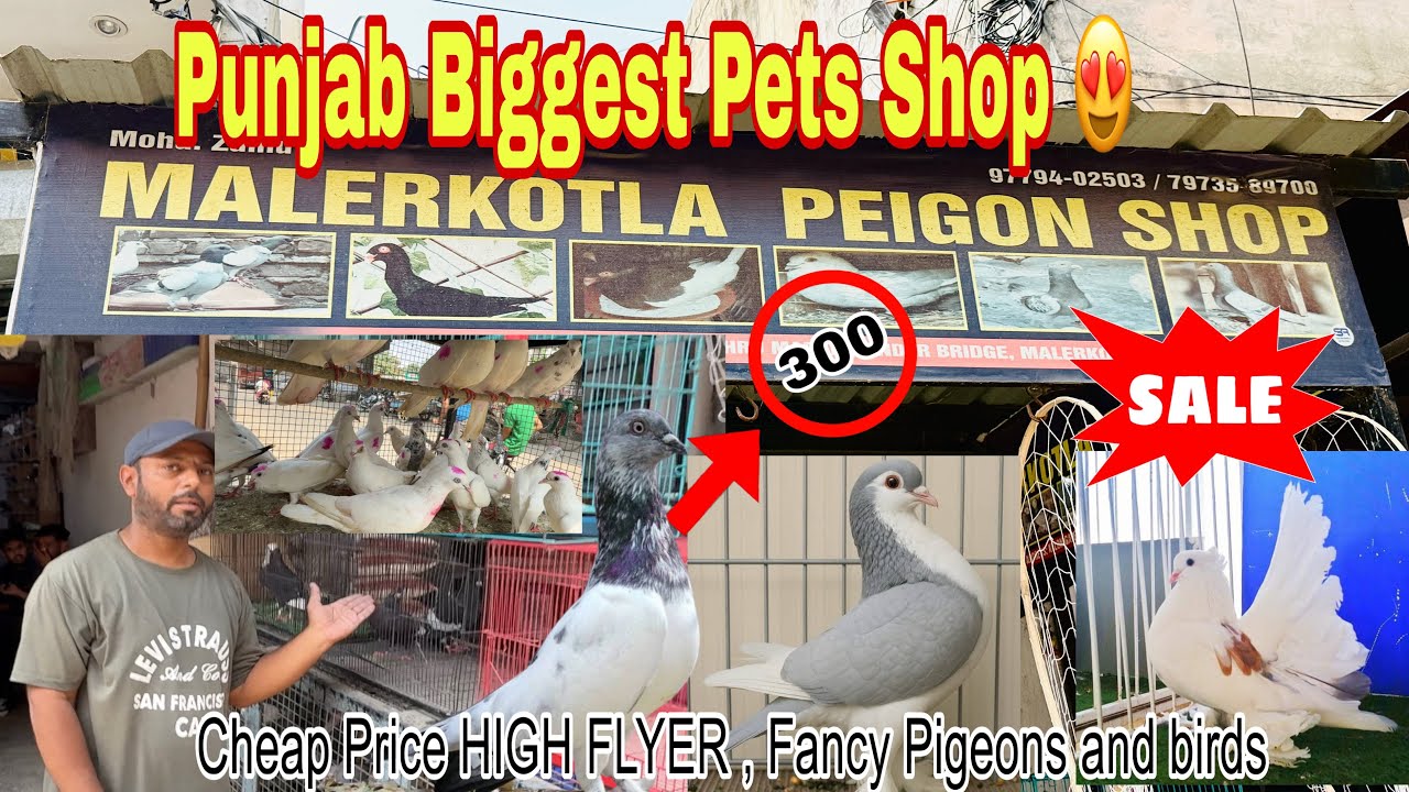 Punjab Biggest Pet Shop || Pet shop in Punjab 