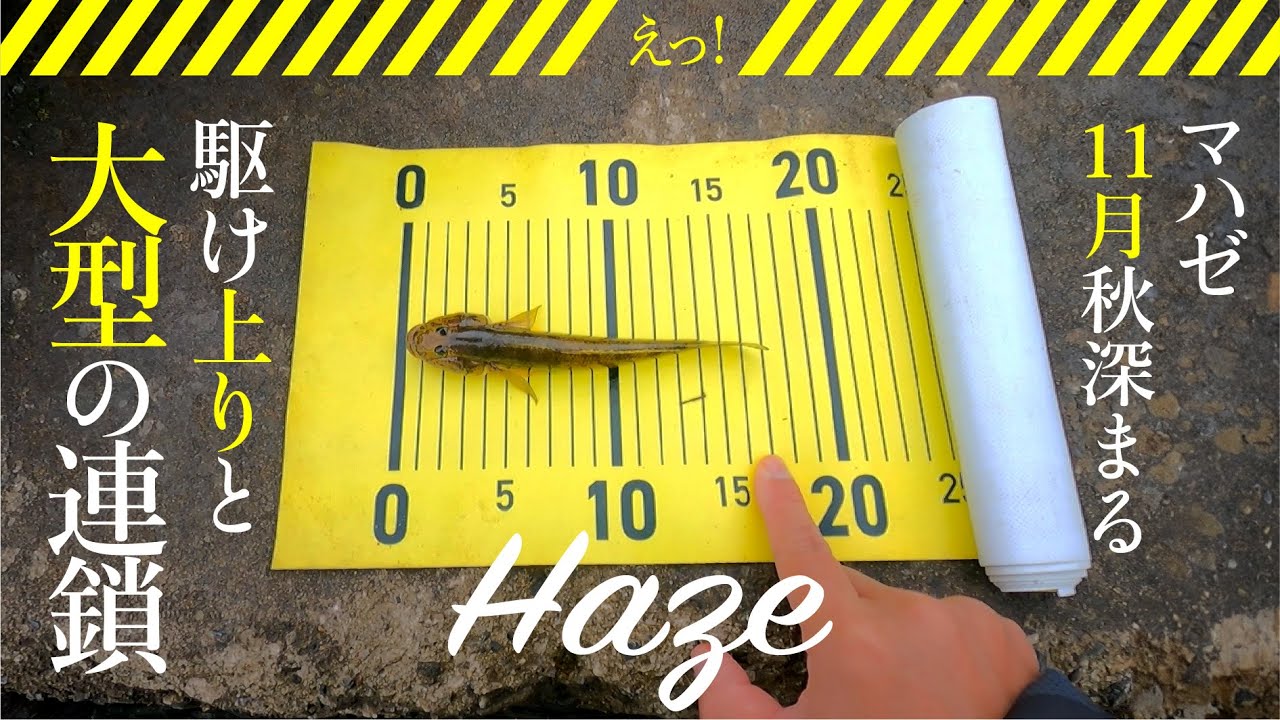 【ハゼ釣り】11月中旬　荒川河口域を釣り歩く。でかっ・・・！平均がこのサイズ！？