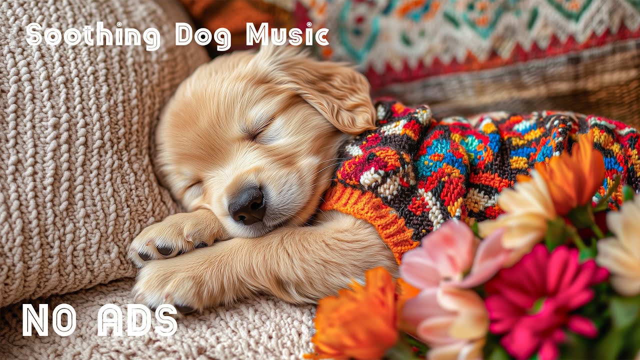12 часов успокаивающей музыки для собак 🐶🌸 Глубокий сон и релаксация 💖 Снятие тревоги 🧸