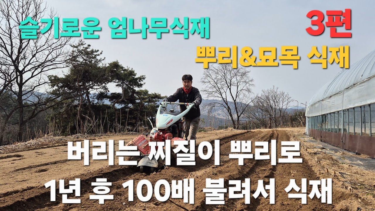 3편 엄나무 뿌리와 찌질이 묘목, 밭 갈고 고랑 식재하는  방법