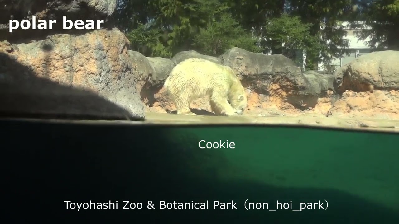 【japanese zoo】polar bear／Toyohashi Zoo & Botanical Park（non_hoi_park）／