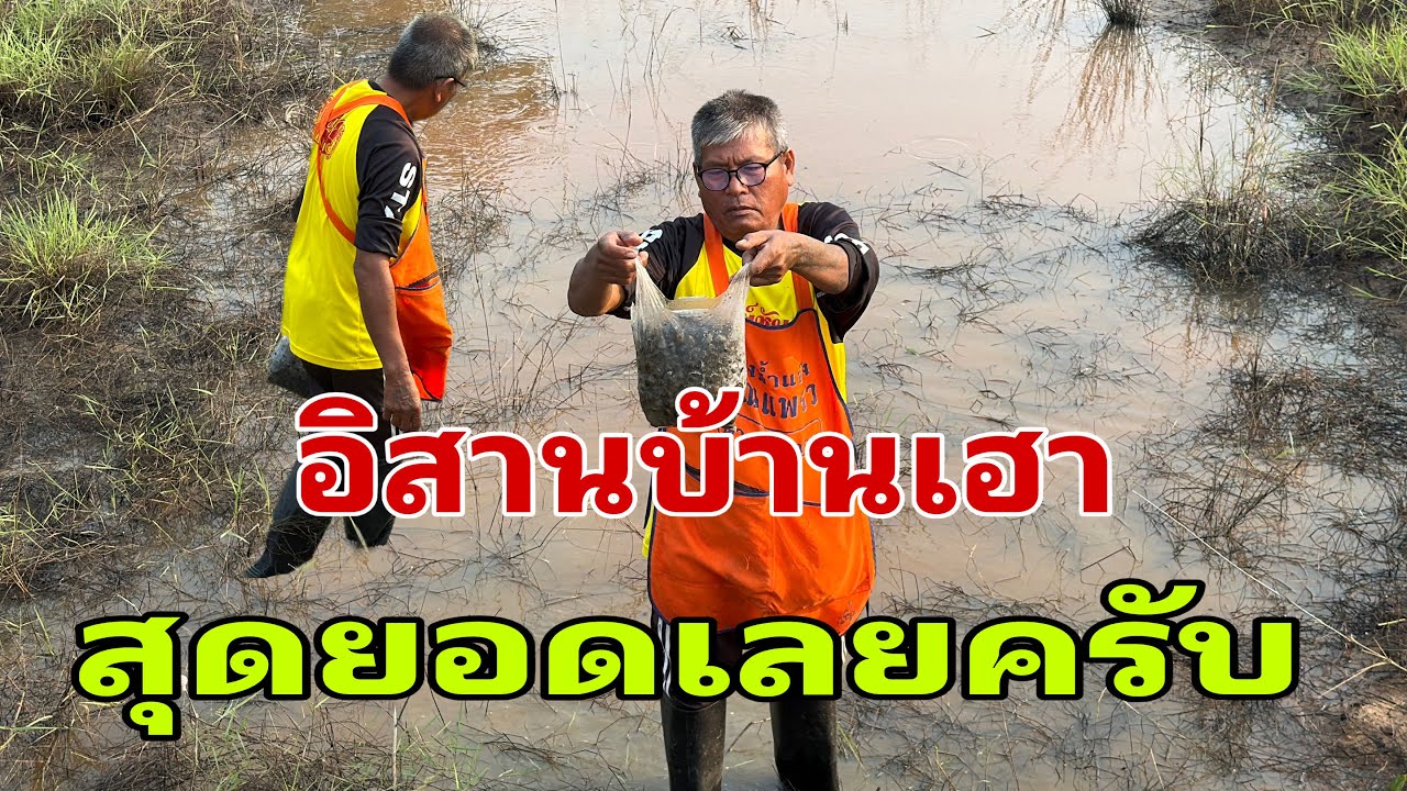 เลาะสวนยามเช้าครับ#อุ๋งอิ๋งเพชรบ้านแพง 