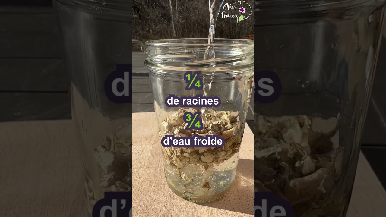 🌸🪵 Que faire avec les racines de guimauve ?