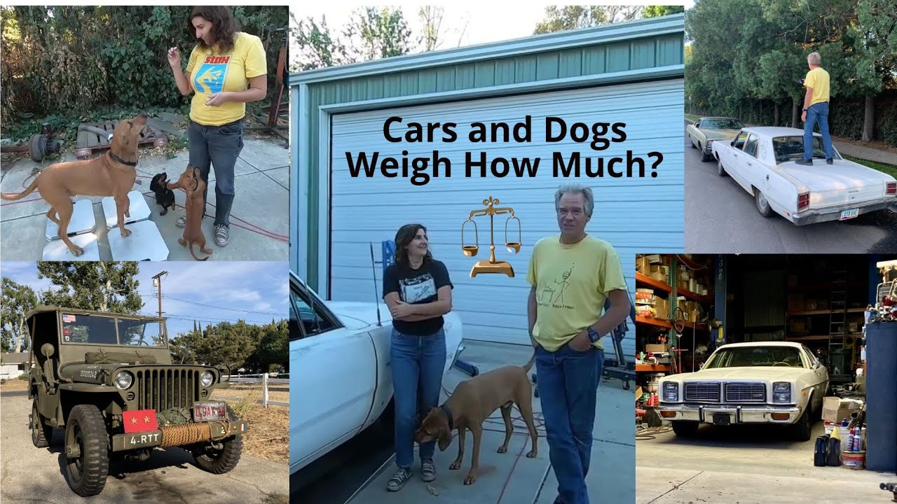 Our Cars and Dogs Weigh How Much Compilation?