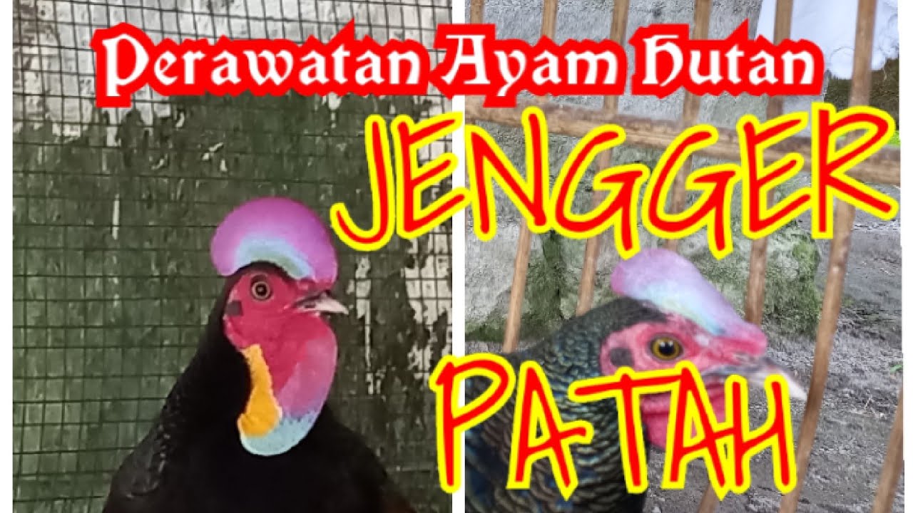 Cara menyembuhķan Jengger patah Ayam hutan