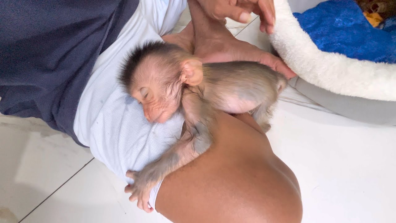OMG, it makes me touched, the baby monkey Hercules sleeps in my lap with love and trust