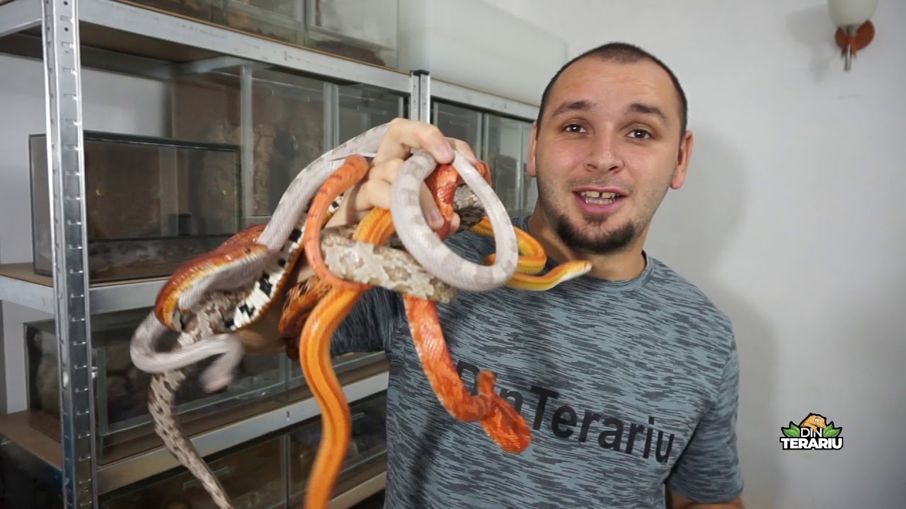 Ep. 2 - Corn snake - sarpele de porumb: necesitati, varietati, costuri