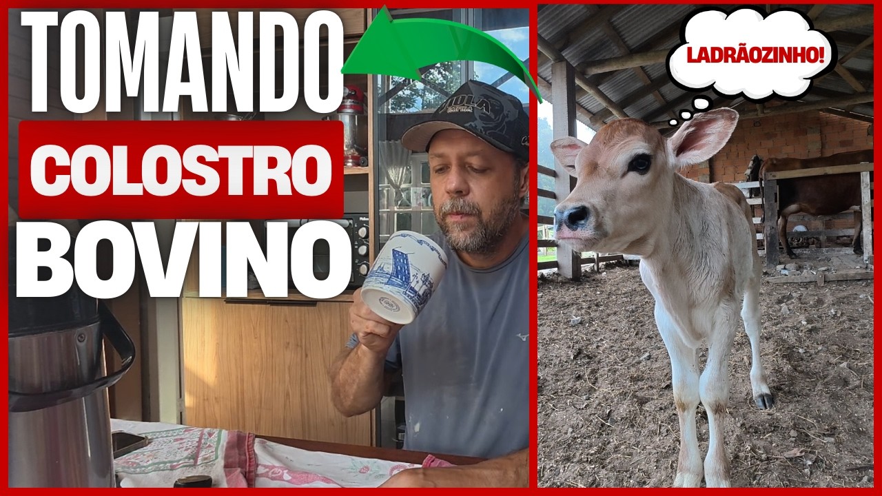 A CARNE DE LABORATÓRIO / FIM DA CARNE DE VERDADE + Tomei o COLOSTRO da nossa VACA + Caldo de OSSOS!