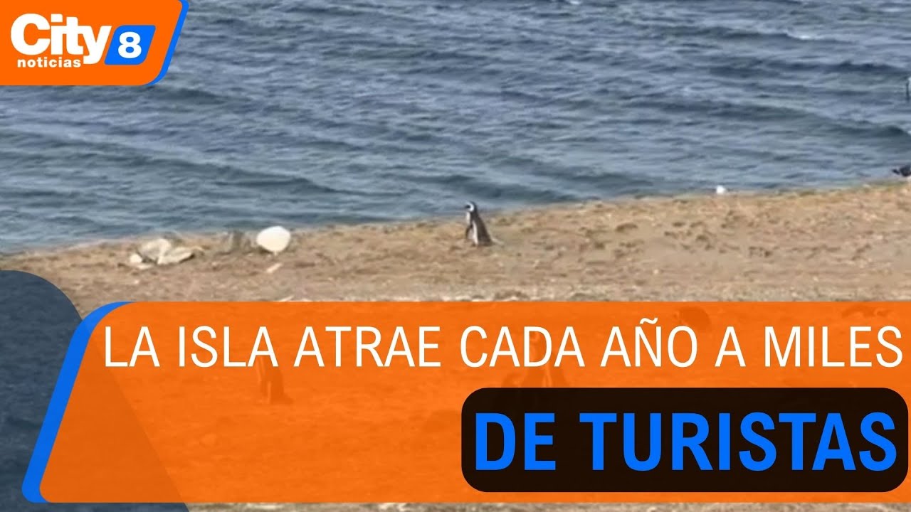 Isla Magdalena en Chile: santuario natural de miles de pingüinos magallánicos | CityTv